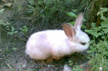 My Cute Rabbit