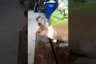 is this bunny cute