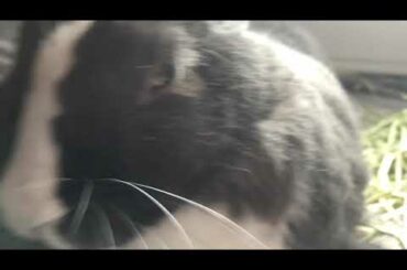 Cute Bunny Demanding Pets