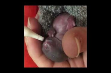 Bottle Feeding one Day Old Baby Bunny’s(sneak Peek)