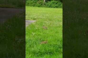Cute bunny eats grass