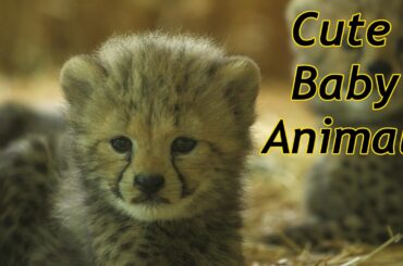 Cute Baby Zoo Animals Of The Month August 2020