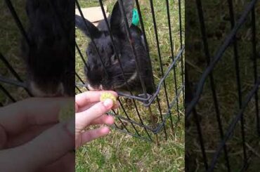 Cute rabbit eating treats