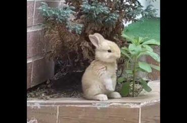 Cute Rabbit ❤