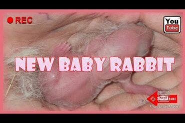 Rabbit MunMun's baby 🐰🐇...
