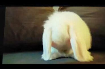 Cute bunny cleaning eyes