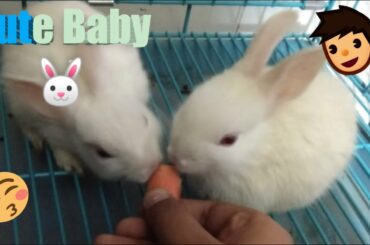 #CuteBabyBunnyRabbitVideo #Indiancutebabybunny fun with bunny