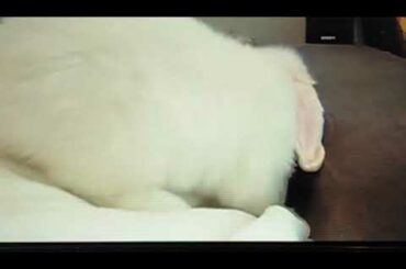 cute bunny jumping