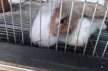 #vlog#21#CUTEBUNNY