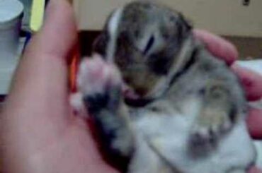 Sleeping baby rabbits www.extremebeautysupply.com