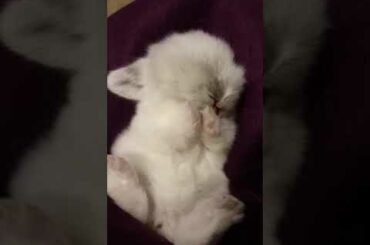 Funniest and cutest baby bunny | Baby bunny playing l Lovely bunny playing on its own I