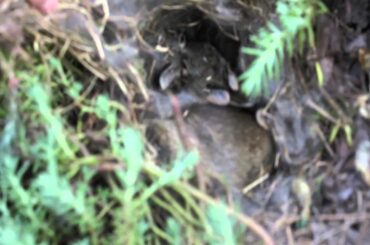 Discovering a Warren of Baby Rabbits in the Backyard, Frankfort, IL