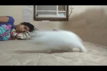 Cutest baby bunny in the world jumping and investigating