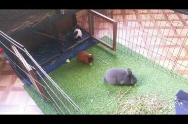 Rabbit and Guinea pigs eating celery (cute!) #rabbit