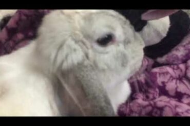 Adorable Baby Bunny Vlog! pt1