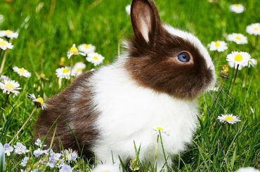 Beyaz Tavşan Sevimli , Baby Rabbit Sound