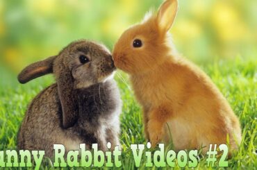 Funny And Cute Bunny Videos Compilation #2