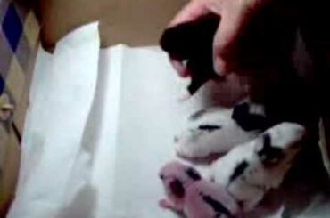 baby rabbits 6 days old www.extremebeautysupply.com
