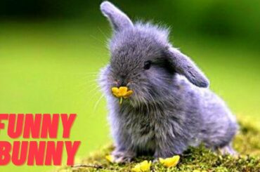 Funny Baby Bunny Rabbit Videos - Cute Rabbits Compilation