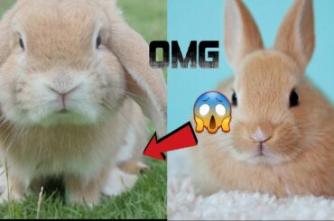 Funny and Cute Baby Bunny Rabbit Videos - Baby Animal Video Compilation new #2