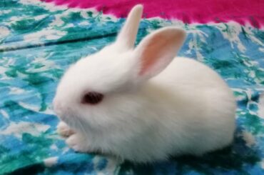 My cute bunny