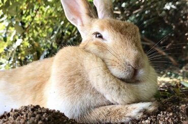Cute｜Rabbit Island in Japan, Okunoshima #17