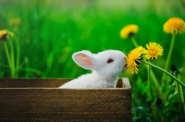 Funny and Cute Baby Bunny Rabbit Videos Compilation 🐇  | Bit sounds