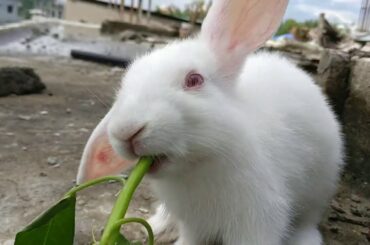Rabbit Eating | Funny Bunny Video