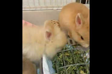 Netherland Dwarf Baby Bunnies Eating Alfalfa Hay | So Friggin Cute!