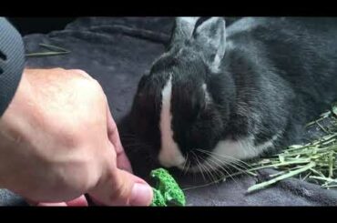 Cute Rabbit Too Tired to Play
