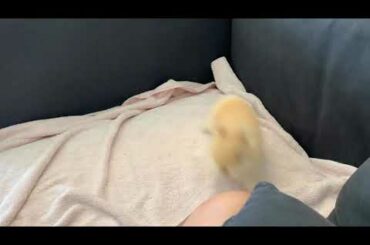 Baby Netherland Dwarf Bunny Running Around so Cute!