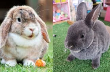 Rabbit Cute Funny Video Compilation #4