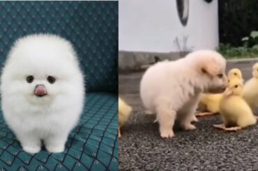 🐸cute baby animals video aww |❤ animals so cute videos compilation | 😘cute moment of the animal 7