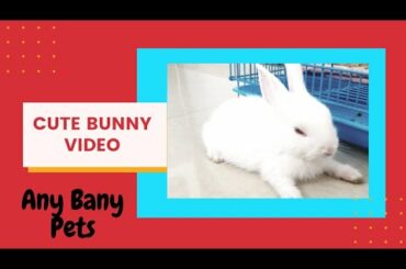 Cute Bunny Rabbit Enjoying Fresh Grass #Shortvideos