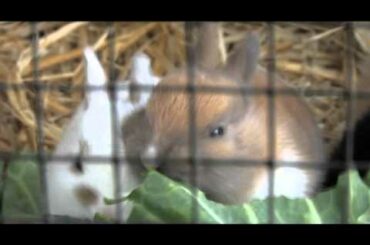 Cute and funny baby rabbits