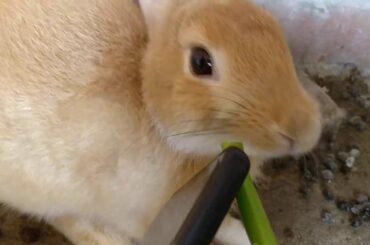 Funny Baby Bunny - Oreo's Home