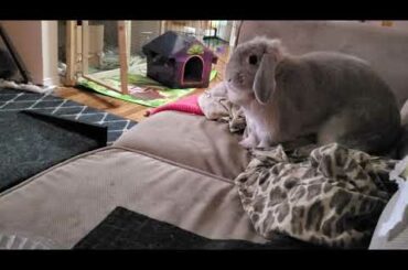 Funny Bunny