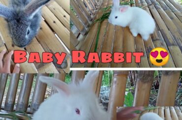 Cute Baby Rabbit Kumakain Ng Dahon|| Baby Rabbit Super cute😍