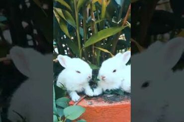 Cute baby bunny