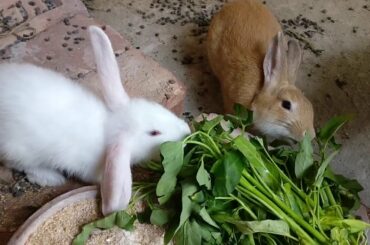 My Cute Bunny Eats Like Gentle Man | Funny Rabbit Video 2020 | Oreo's Home