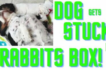 dog gets stuck in Brother rabbits box....watch to see if Binky rabbit helps her!!