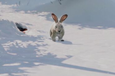 A really cute rabbit
