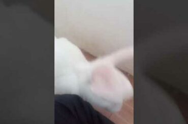 my cute rabbit