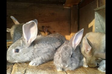 Ten Little Baby Bunnies with their mother. Future GIANT RABBITS.