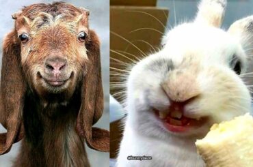 Funny Animals Compilation | Cute Bunny | Pregnant Goat | Oreo's Home