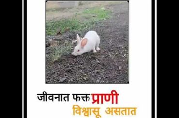 🐇🐇cute rabbit status🐇🐇🥰😘🤩