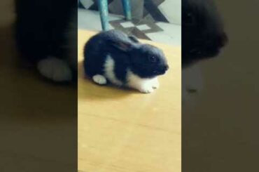 cute Rabbit