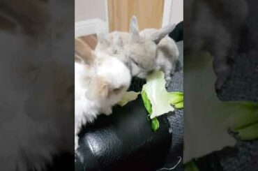 Baby bunnies. Bunnies eating lettuce.