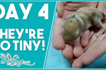 Our Newborn Bunny Rabbits are SOO Tiny! 4 Days Old - Watch Them Grow!
