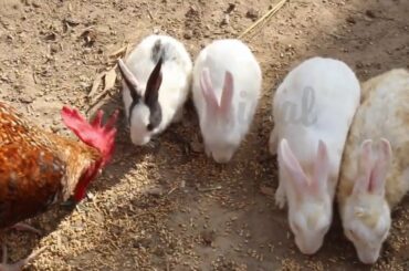 Beautiful rabbits with their child's babies lovely chicken bunny babies 13M Official